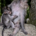 monkey_macaque_balinese_mf_ubud_v_0175_bal0175.jpg